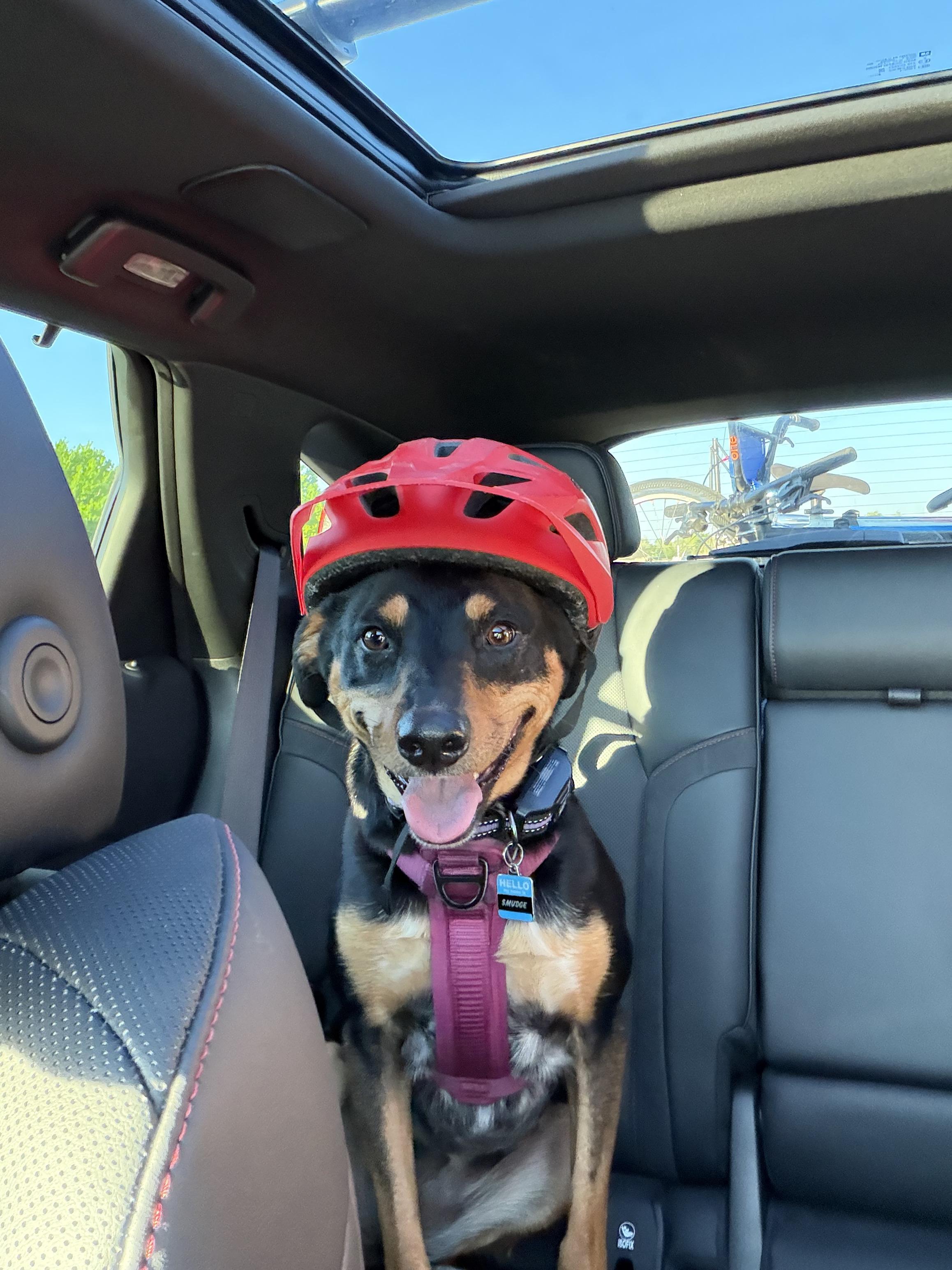 Smudge — a rescue dog wearing a red bike helmet, smiling in the backseat of a car