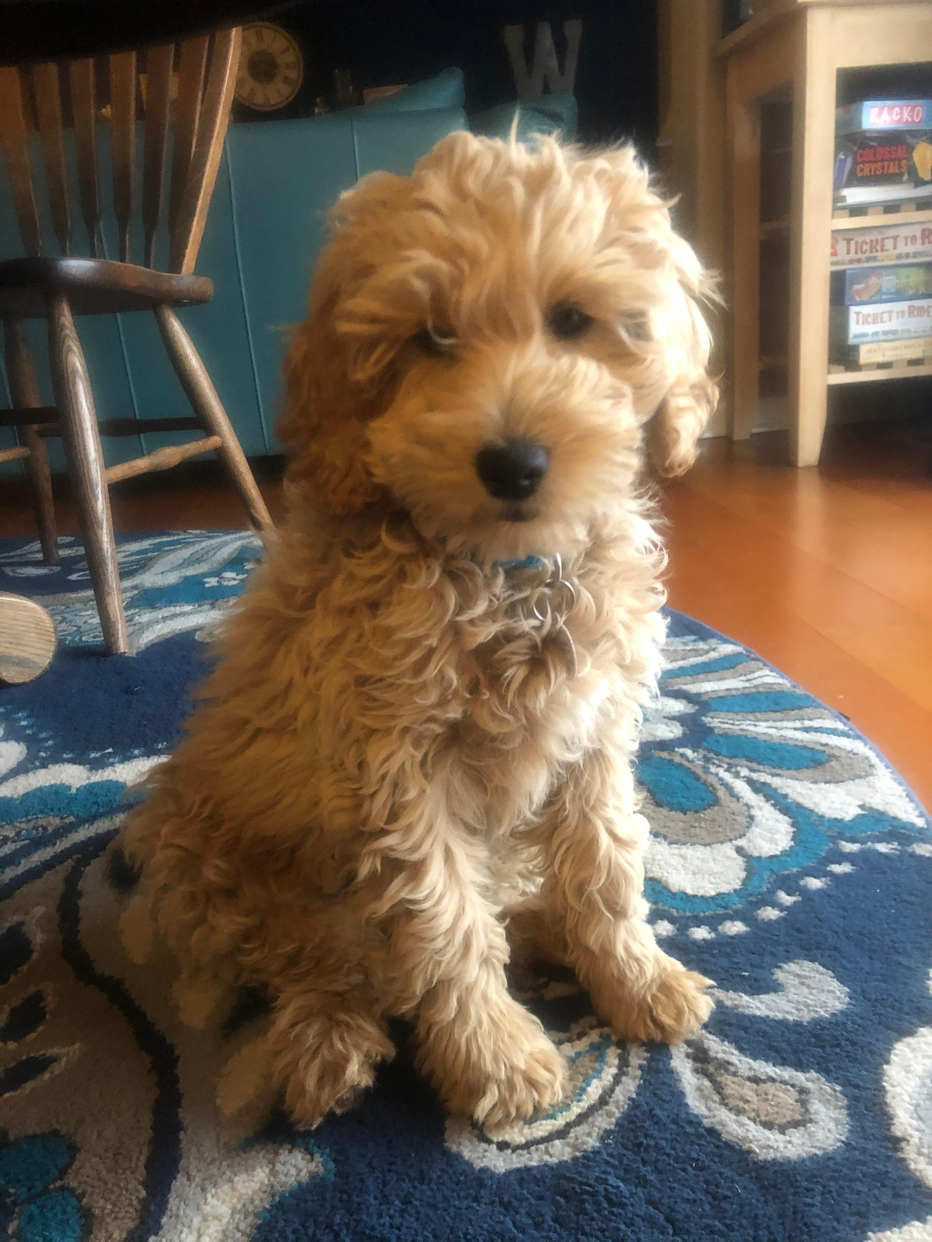 Stella